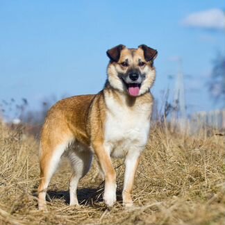 Собака Рыжик из приюта