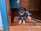 Продам щенка восточно- сибирской лайки