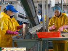 Рыбообработчики на заводы Дальнего Востока