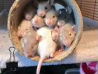 Домашние Крыски и крысята