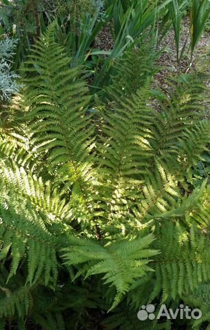 Папоротник