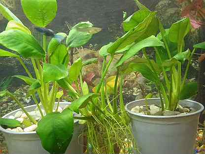 Аквариумное растение Анубиос