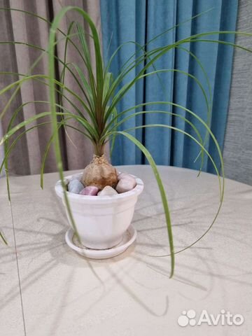 Бокарнея нолина