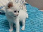 Продается белый котенок объявление продам