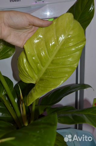 Филодендрон ruay thong