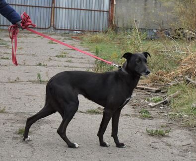 Собаки из приюта