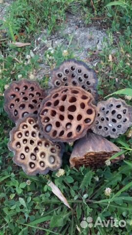 Семена и коробочки лотоса