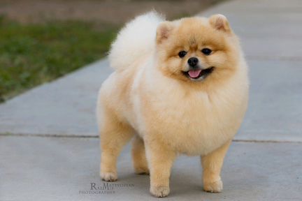 Шпиц. Кобель вязка, хорошая родословная