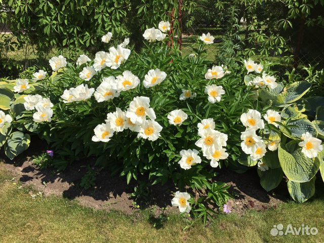 Пионы саженцы