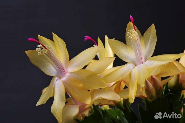 Декабрист и рипсалидопсис, комнатные цветы