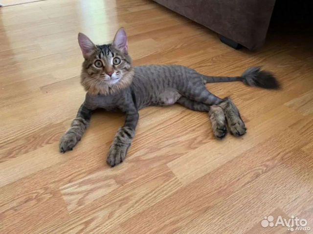 Стрижка кошек