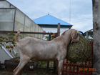 Англо-нубийская коза суягная объявление продам
