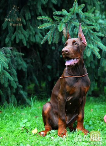 Dobermann