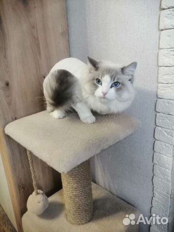 Стрижка кошек И котов груминг