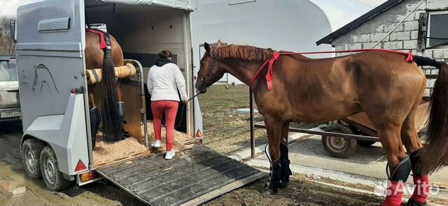 Перевозка лошадей животных скота