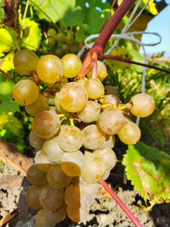 Саженцы винограда