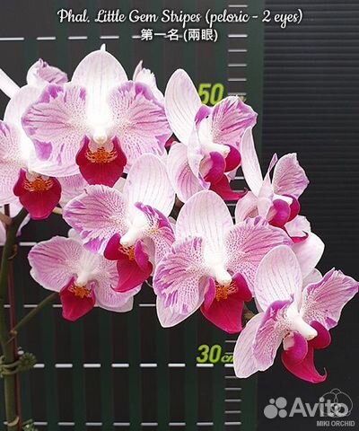 Орхидея Phal. Little Gem Stripes (peloric - 2 eyes