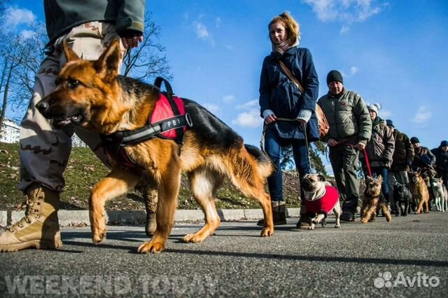 Дрессировка и воспитание собак