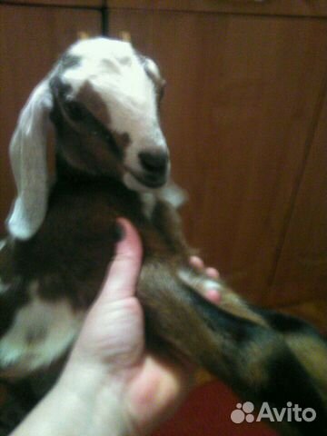 Молоко нубийских коз