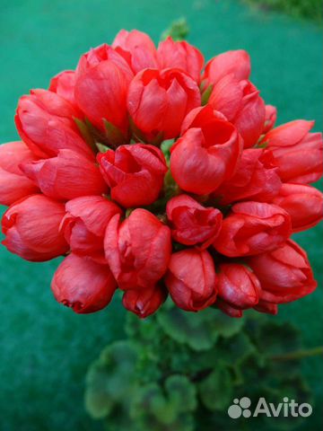 Тюльпановидная пеларгония Red Pandora