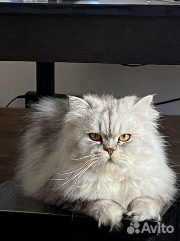 Персидский кот вязка