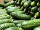 Свежая зелень,овощи,фрукты Сотрудничество объявление продам