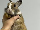 Лисий кролик (малыш 3 месяца) объявление продам