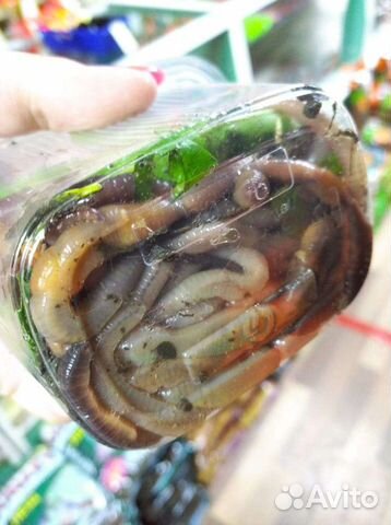 Мотыль, червь, опарыш,выползок, дендробена