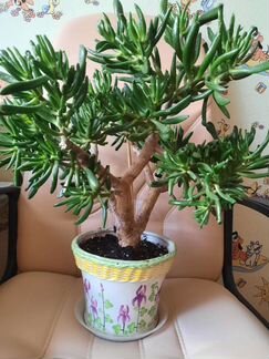 Фиалки, Рипсалидопсис, толстянка 