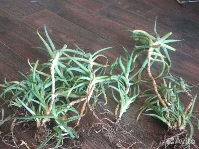 Алоэ лечебный