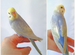 Попугаи волнистые птенцы редких окрасов радужные