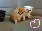 Котята порода экзот помесь с персидским котом объявление продам