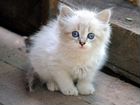 Котёнок голубоглазый цвета белый дым