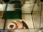 Черепаха с аквариумом