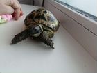 Черепаха сухопутная маленькая