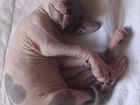 Канадский сфинкс эльф котенок