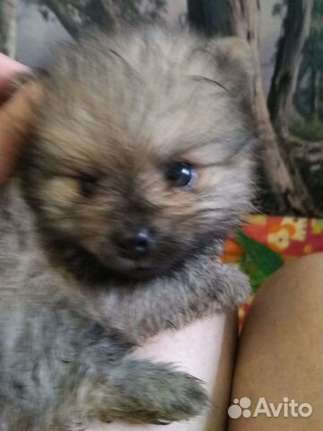 Померанский шпиц mini