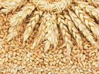 Зерно пшеница ячмень опт