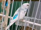 Волнистый попугай самка
