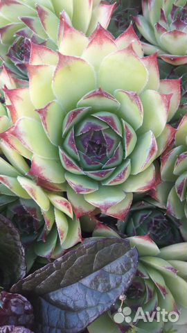 Молодило(каменная роза), живучка, хоста, гейхера