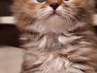 Сибирская кошка девочка объявление продам