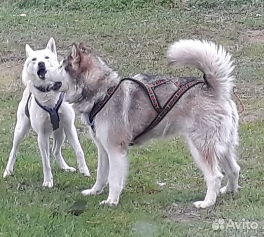 Шлейка для собаки