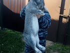 Кролики великаны, Фландр, Ризен объявление продам