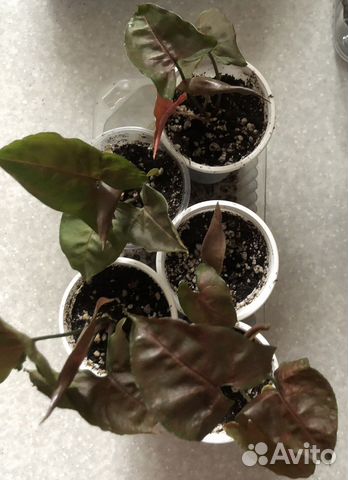 Сингониум Арон браун