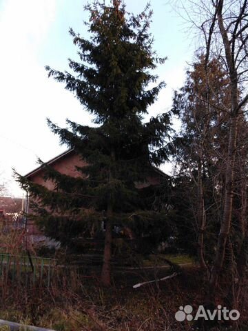 Ель живая 9м