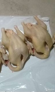 Индюки и куры