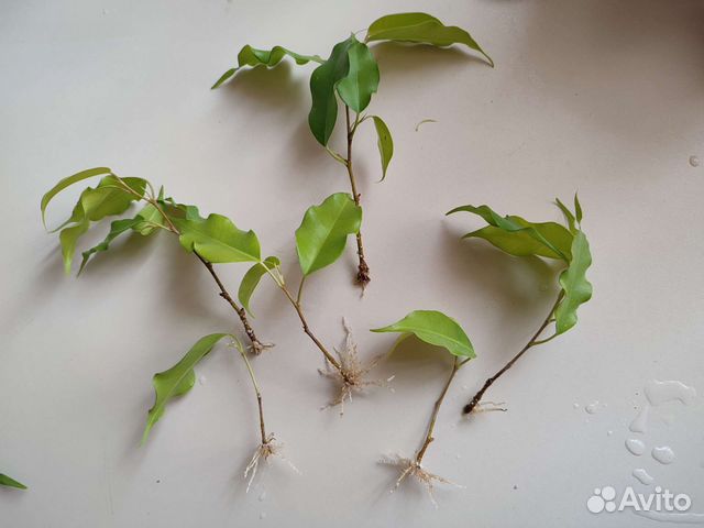 Фикус бенджамина