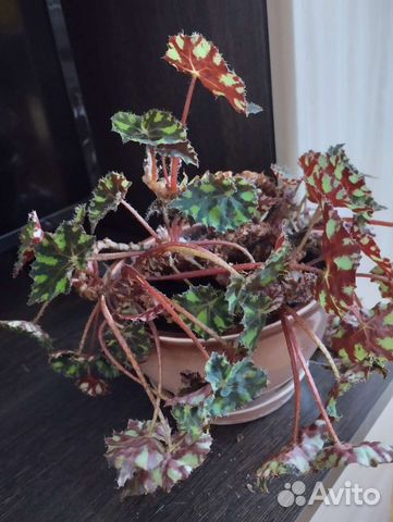 Тигровая бегония