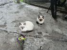 Сиамские котята