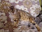 Котята от Бенгальской кошки